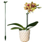 Plant Support Stake
